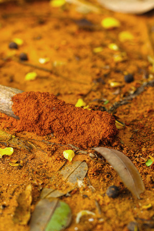 Termites in a tree - as the background.の写真素材