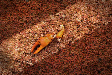 Claw - were placed on a red background.の写真素材