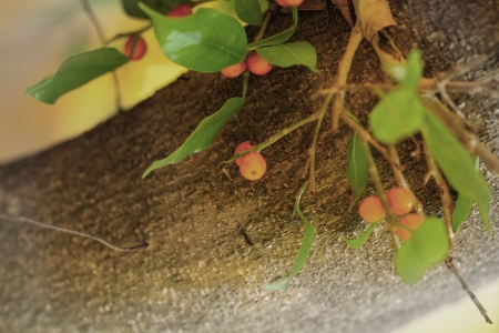 red  wild berries in the natureの写真素材