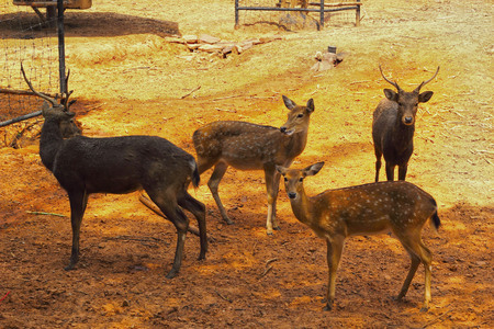 sika deer in the natureの写真素材