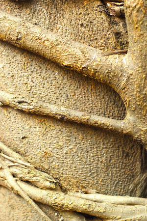 Root and leaves in natureの写真素材