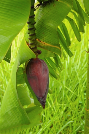 Growing banana blossom on banana treeの写真素材