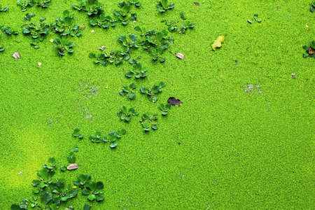 Green moss in the lakeの写真素材