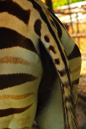 Close-up rear of the Zebra.の写真素材