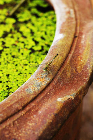 Dragonfly on the edge of a pot.の写真素材