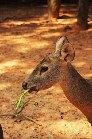 Eating grass of sika deer in the natureの写真素材