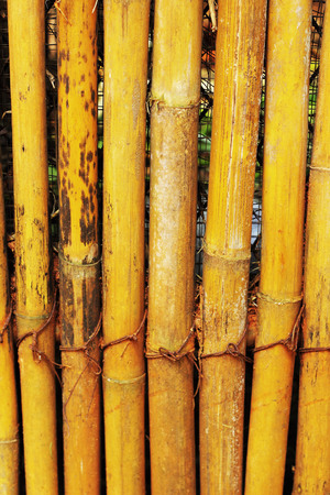 Old wood background texture - Bamboo stems の写真素材