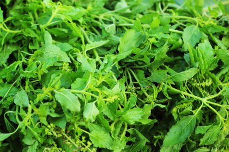 Basil - fresh vegetable in the market.