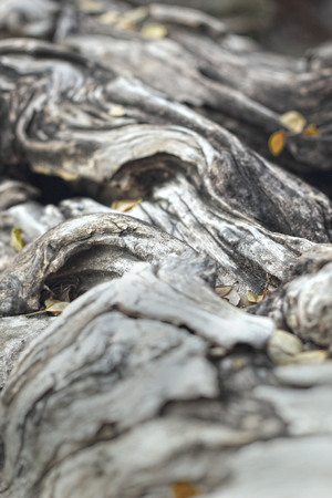 Old wood background textureの写真素材