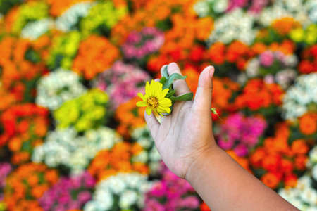 Colorful daisy flowers in the garden - in handの写真素材