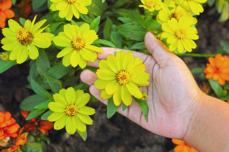 Colorful daisy flowers in the garden - in handの写真素材
