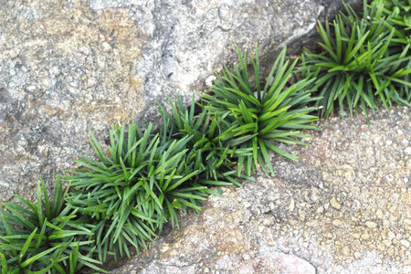 Green leaves background on stone