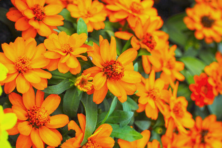 Colorful daisy flowers in the gardenの写真素材