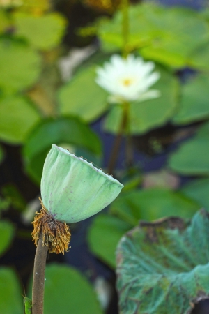 seed lotus in the natureの写真素材