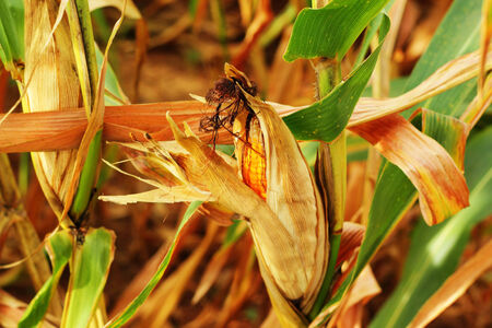 corn cob on a fieldの写真素材