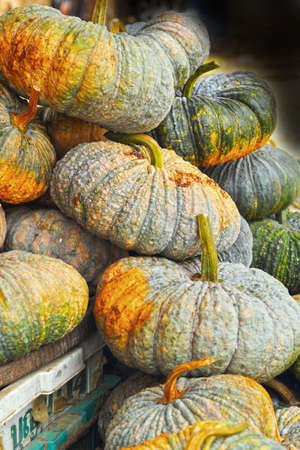 Fresh green pumpkin in the marketの写真素材