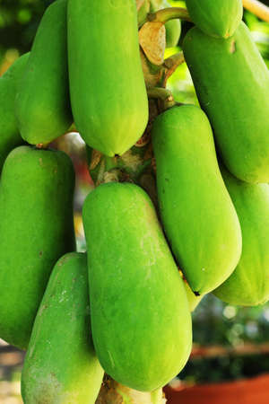 The green papaya on the tree.の写真素材