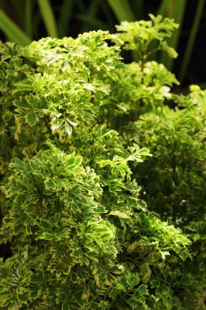 Green leaves in the natureの写真素材