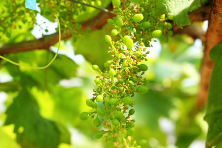 fresh grapes in the vineyardの写真素材
