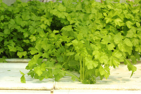green vegetable in hydroponic farmの写真素材