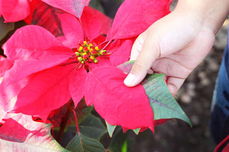 red poinsettia flower. christmas flower in natureの写真素材