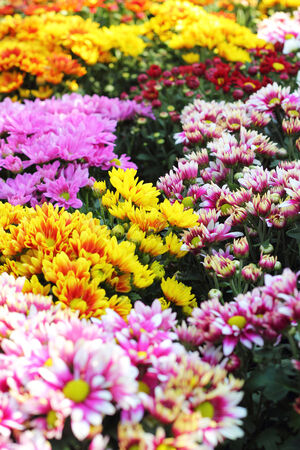 Beautiful chrysanthemum in the gardenの写真素材