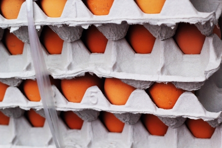 Egg farms in the panel - stacked.の写真素材