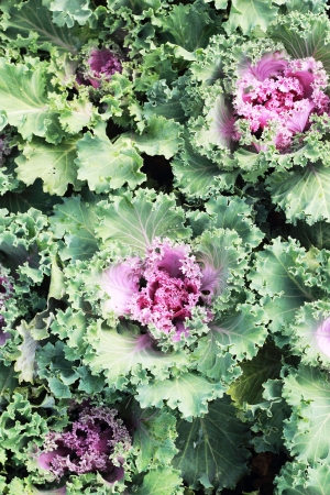 close-up of a decorative curly kaleの写真素材