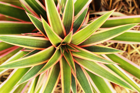 Leaves Pineapples growing in the nature.