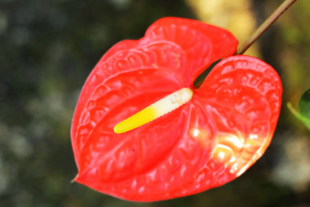 Closeup of red anthurium andreanum - flamingo lily
