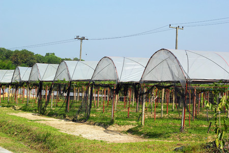Fruit vines are planted roof.の写真素材