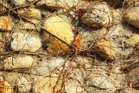 Vines on a stone backgroundの写真素材
