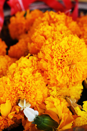 Marigold flower in the marketの写真素材