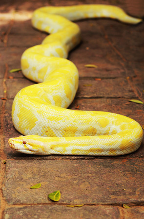 Albino snake on the natureの写真素材