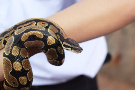 Hand saw a tiger pythonの写真素材