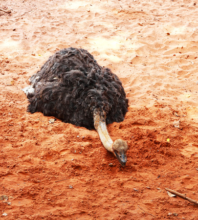 Ostrich eggs sit in nature.の写真素材