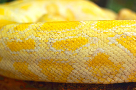 Albino snake on the nature