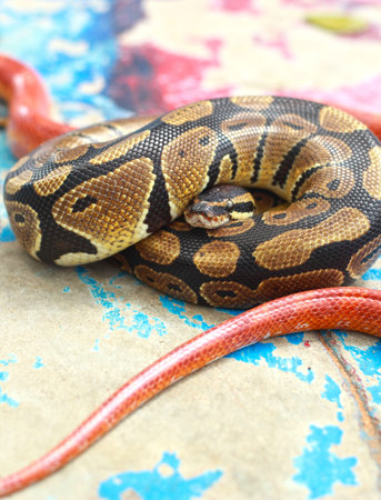  a tiger python and corn snakes