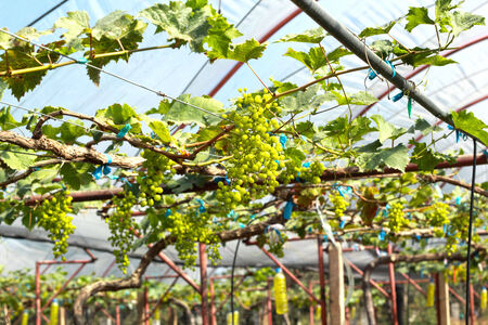 fresh grapes in the vineyardの写真素材