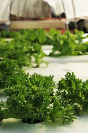 Organic hydroponic vegetable in gardenの写真素材