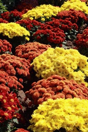 Daisy flowers - red and yellow flowersの写真素材