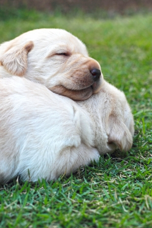 labrador puppies sleeping on green grassの写真素材