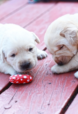 playing labrador puppies on green grass - three weeks old.の写真素材