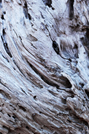 Brown old wood background textureの写真素材