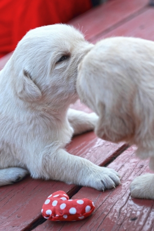 playing labrador puppies on green grass - three weeks old.の写真素材