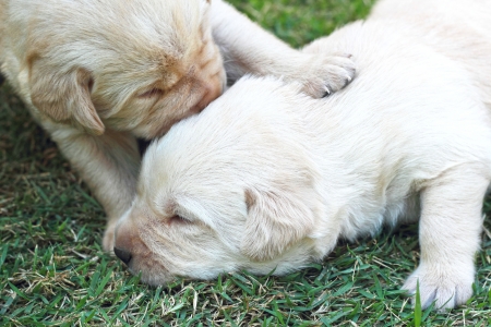 playing labrador puppies on green grass - three weeks old.の写真素材