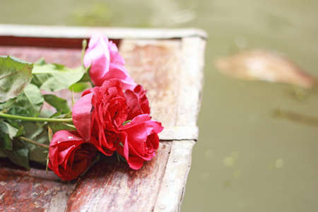 Red rose placed on the bow.の写真素材