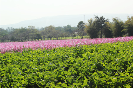 Mulberry green with pink cosmos flower in the garden.の写真素材