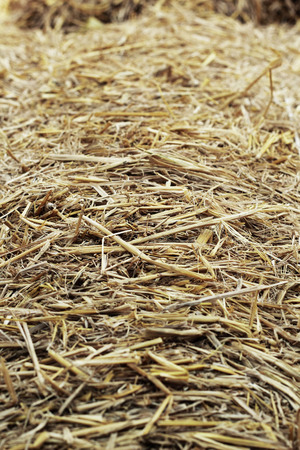 Brown  straw as a background texture.の写真素材