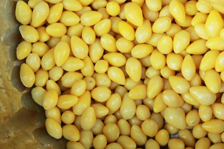 Gingko nuts (Ginkgo biloba) in Thailandの写真素材